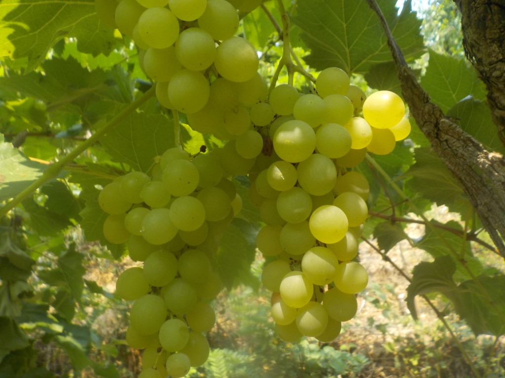 images/stories/virtuemart/product/DSCN1927 (Medium)